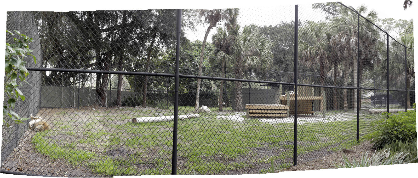 Two more Lions - Second Exhibit