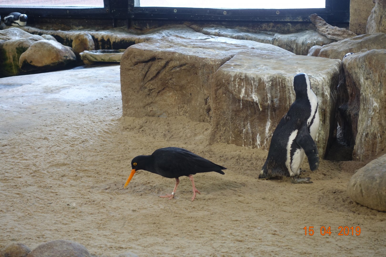 Two Oceans Aquarium 15.4.19