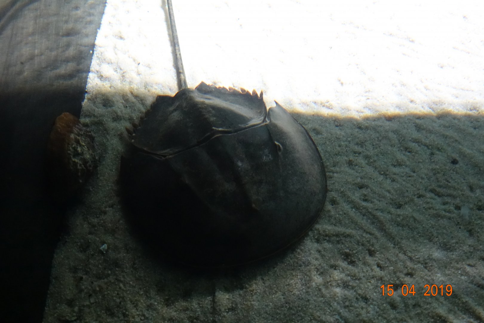 Two Oceans Aquarium 15.4.19