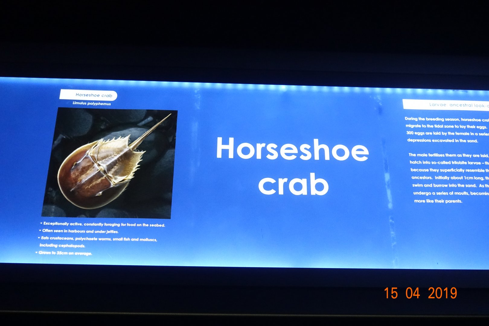 Two Oceans Aquarium 15.4.19