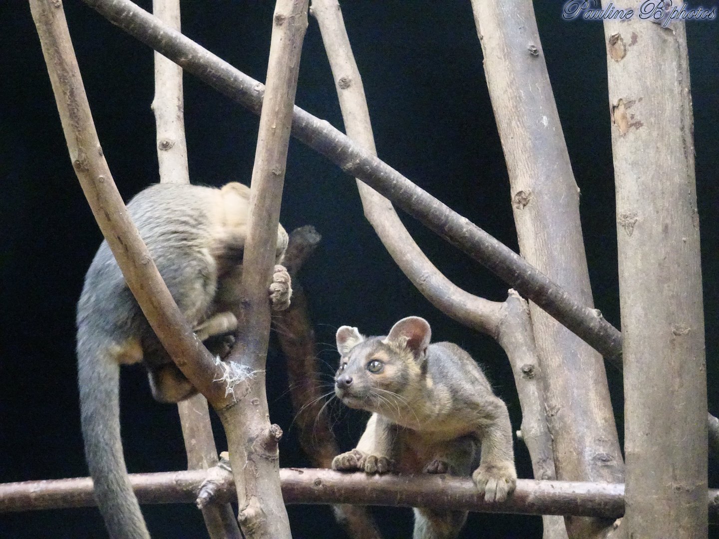 Two of the fossa pups 5 October