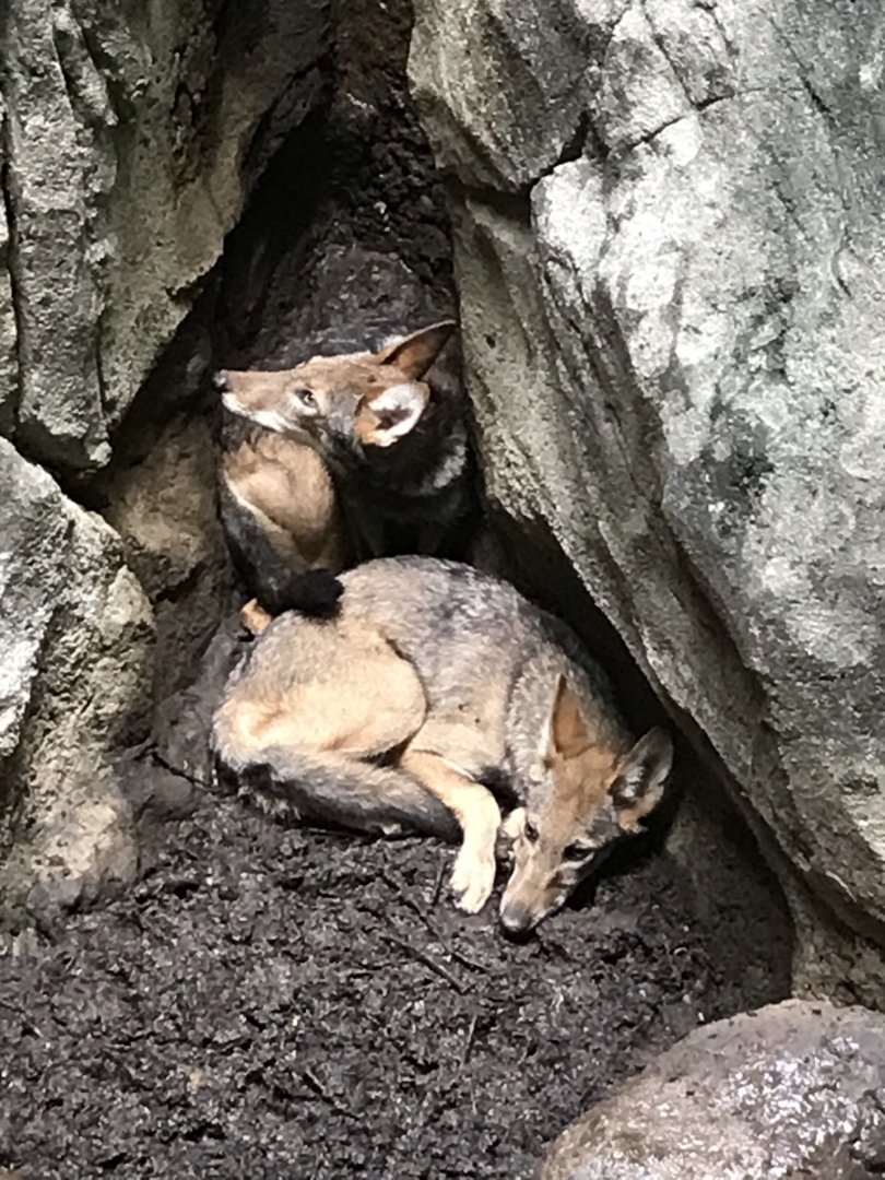Two of the Six Red Wolf Pups