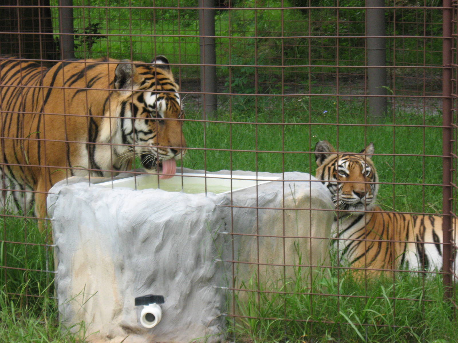 Two of the tigers near their water