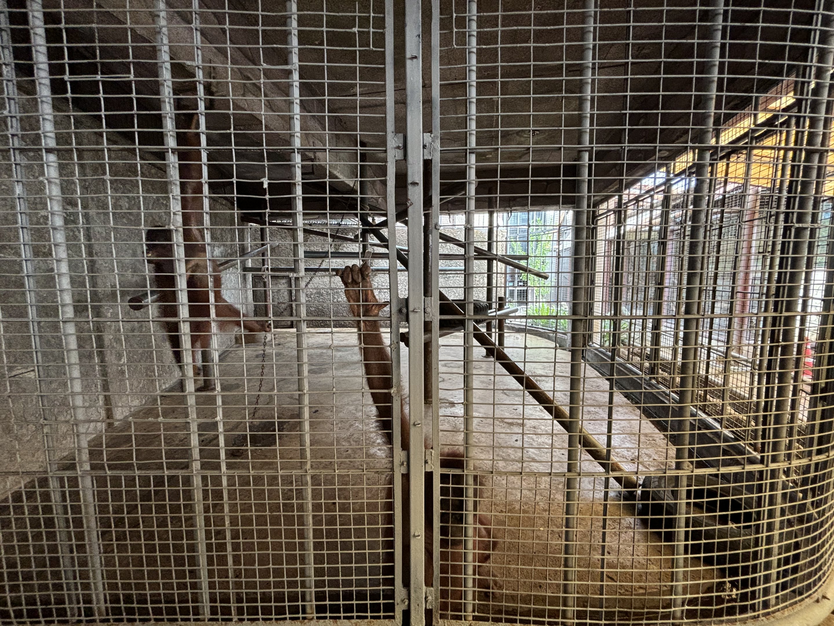 Two Orangutans in prison