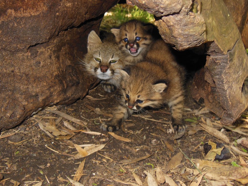Two Pampas Cat Born