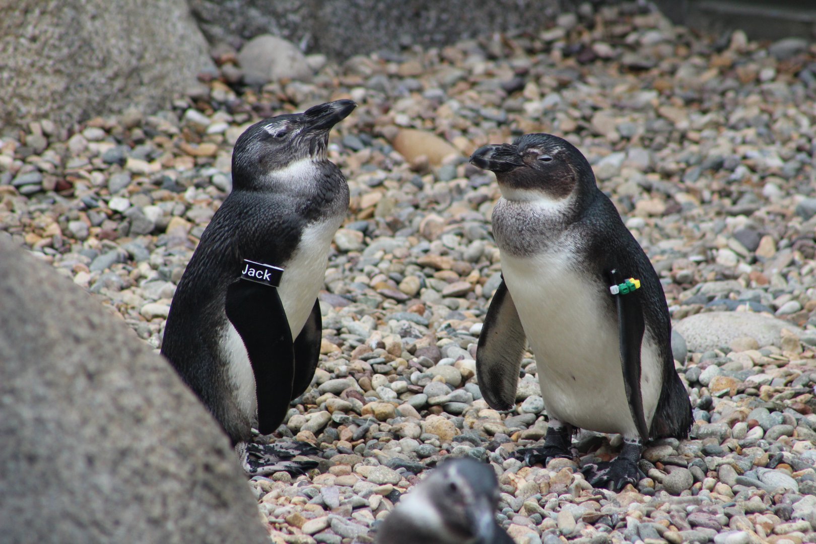 Two Penguins At Africa Rocks