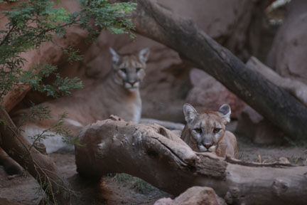 two pumas
