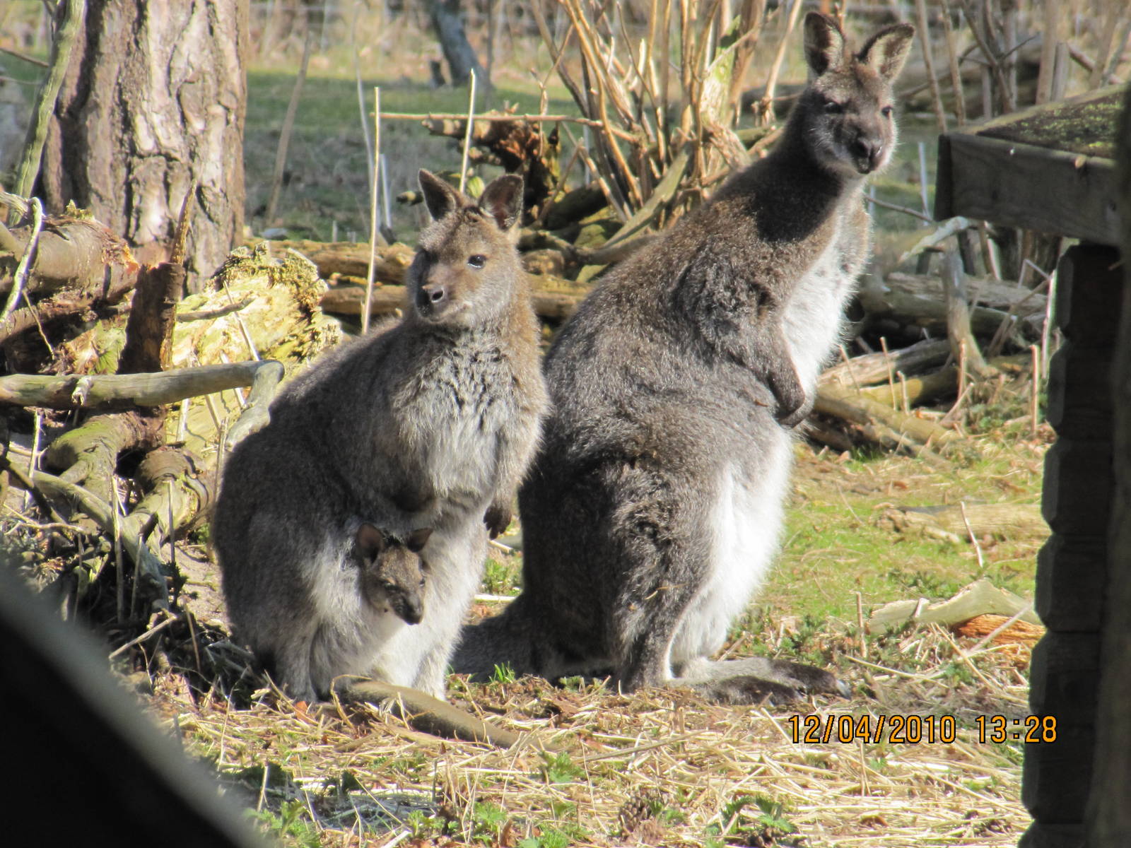 two Red necked Wallaby with a "joey"