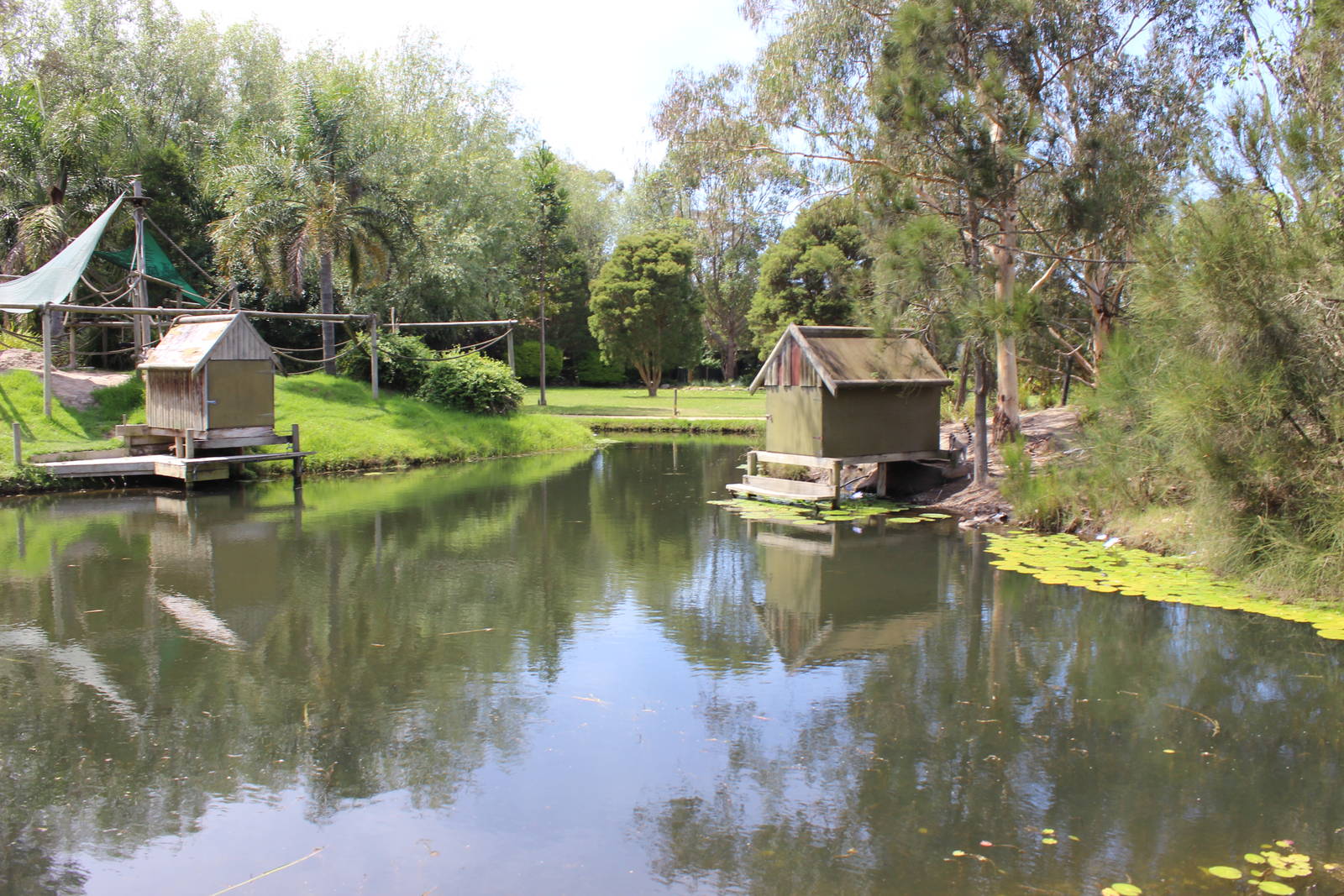Two Ring-Tailed Lemur islands