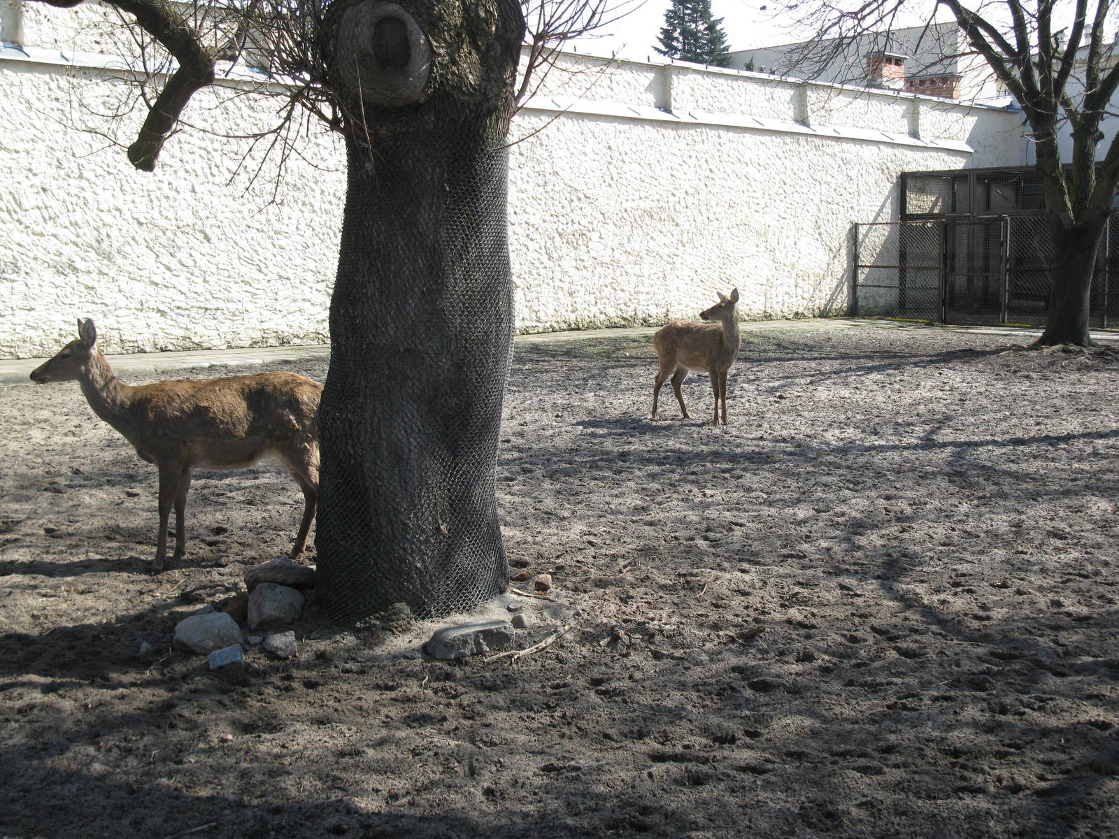 Two sika deer's