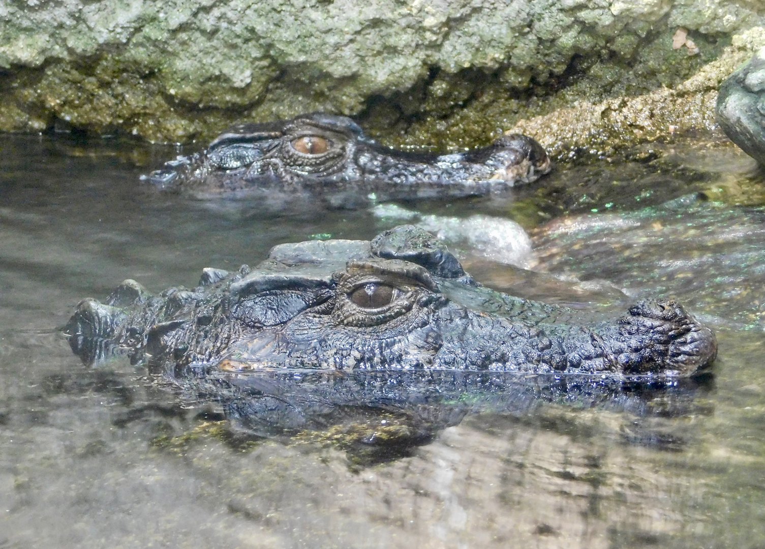 Two Smooth-Fronted Caiman (Paleosuchus trigonatus) August 4, 2025