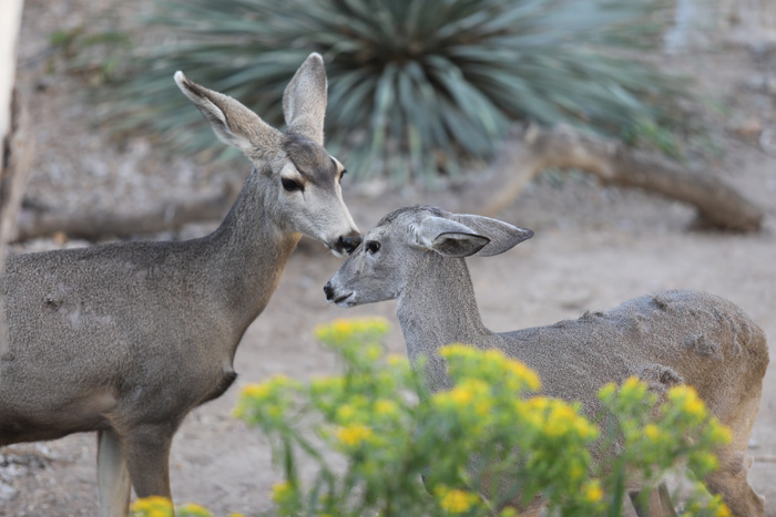 two species mingling