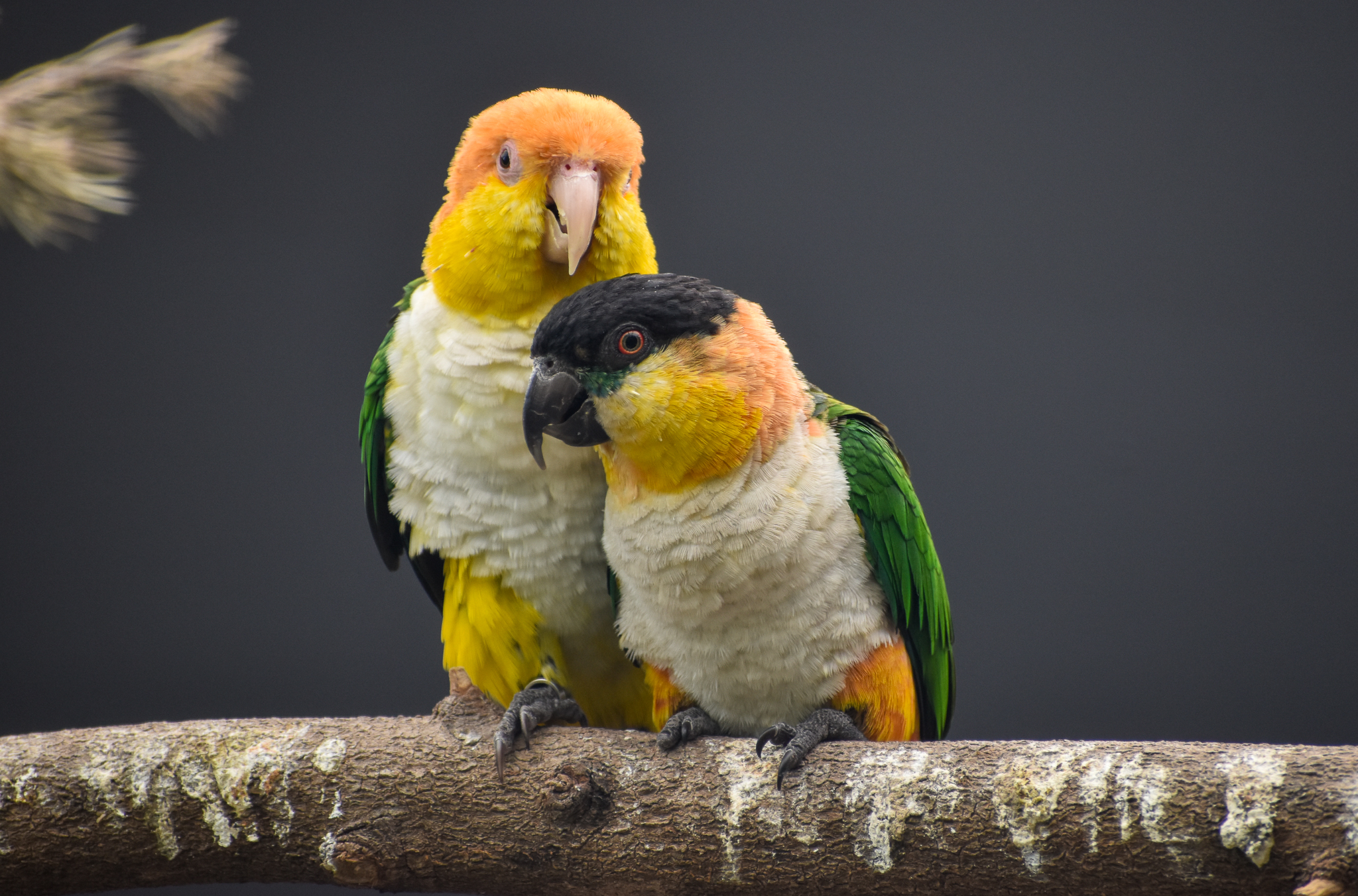 Two species of caique