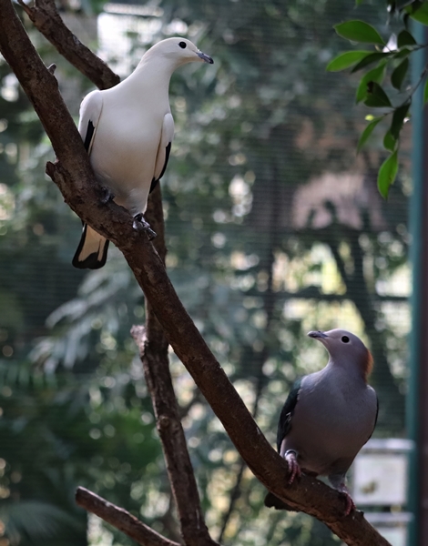 Two species of imperial pigeons