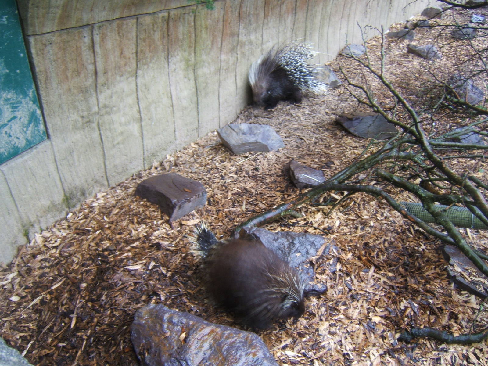 Two species of Porcupine in one picture