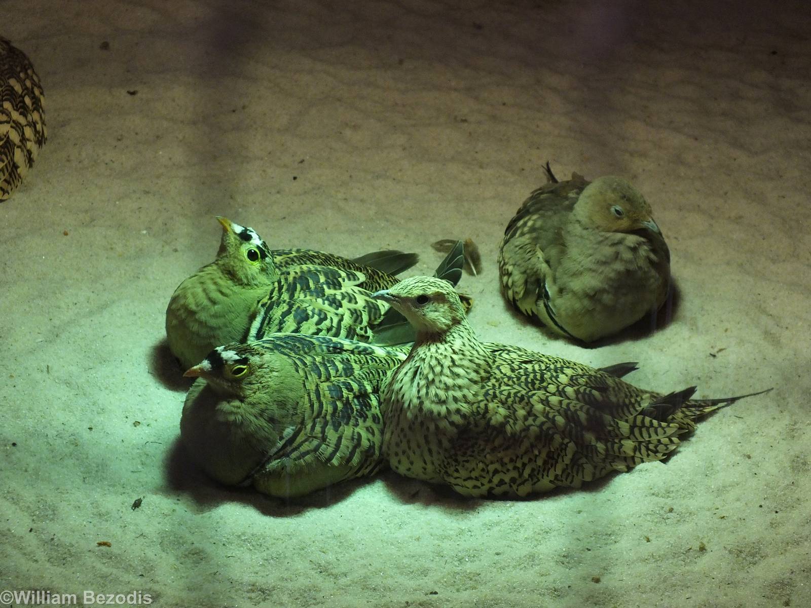 Two species of Sandgrouse (I think)