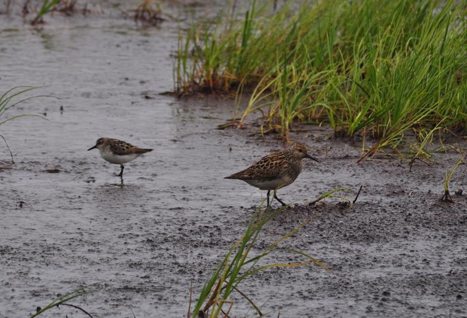 Two species of Sandpiper - Alaska