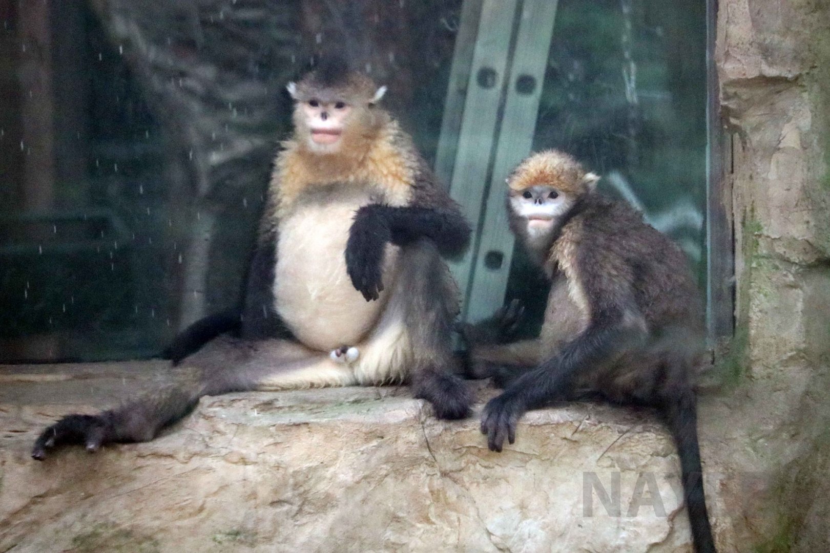 Two species of snub-nosed monkey, July 2016