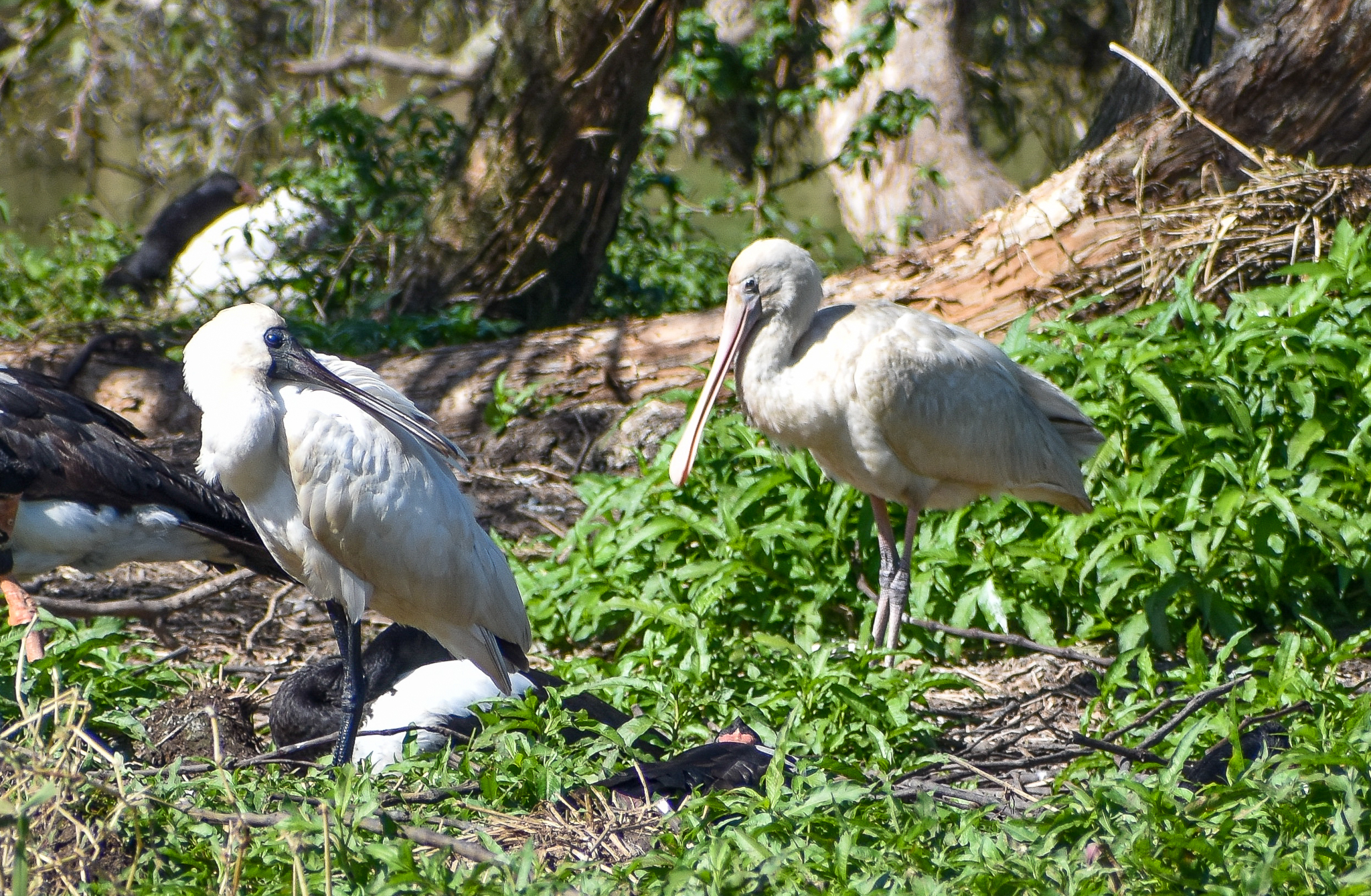 Two Species of Spoonbill: Royal and Yellow-billed Spoonbill