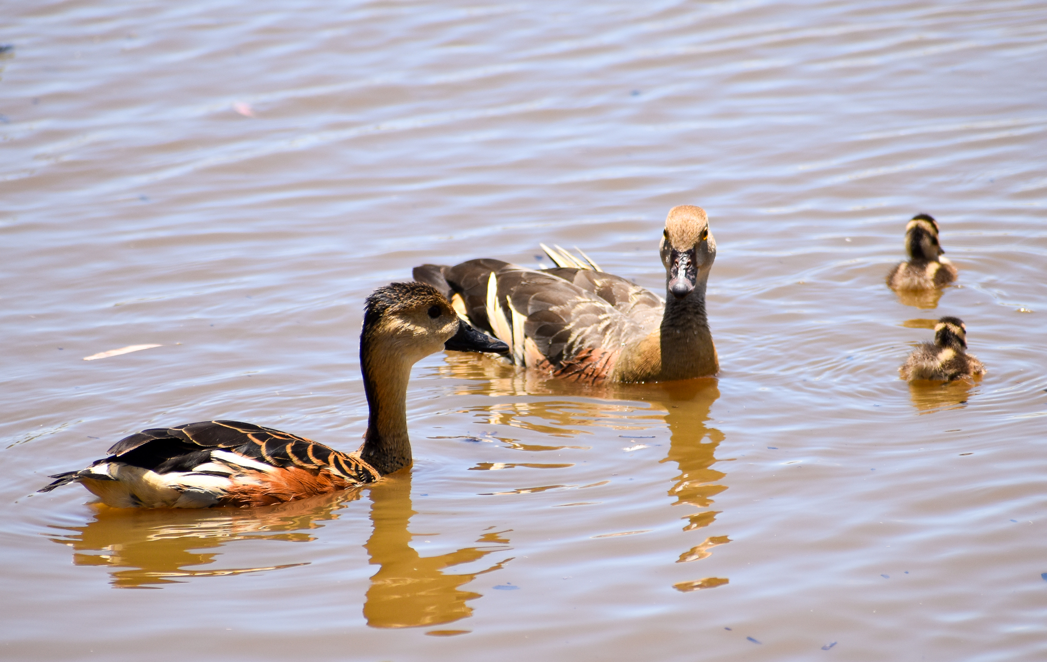 Two Species of Whistling Duck