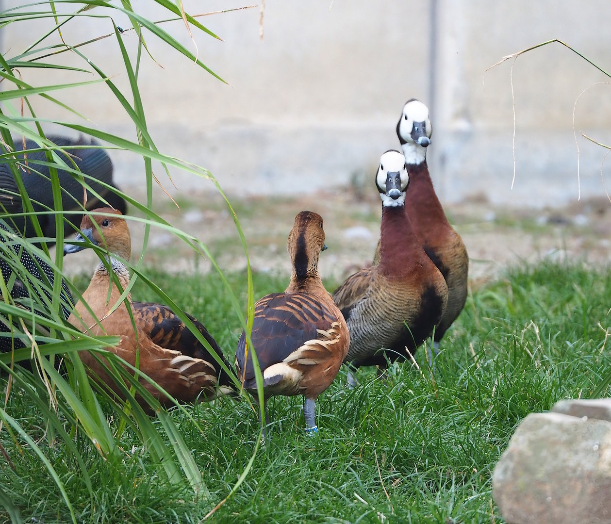 Two species of whistling ducks, 2022-09-04
