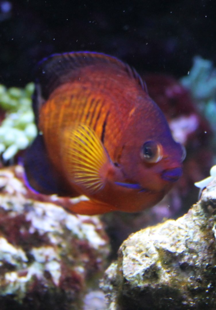 Two-spined angelfish - Centropyge bispinosa