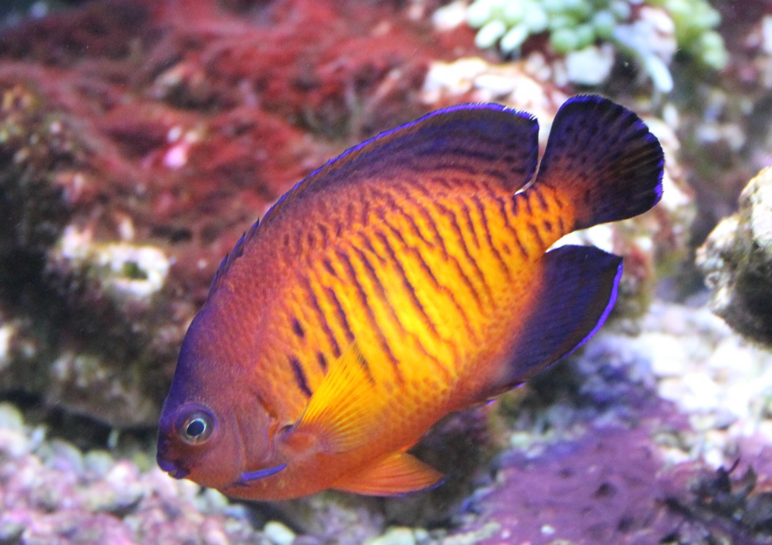 Two-spined angelfish - Centropyge bispinosa