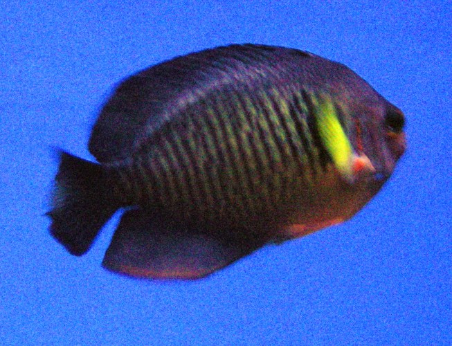 Two-spined Angelfish (Centropyge bispinosus)