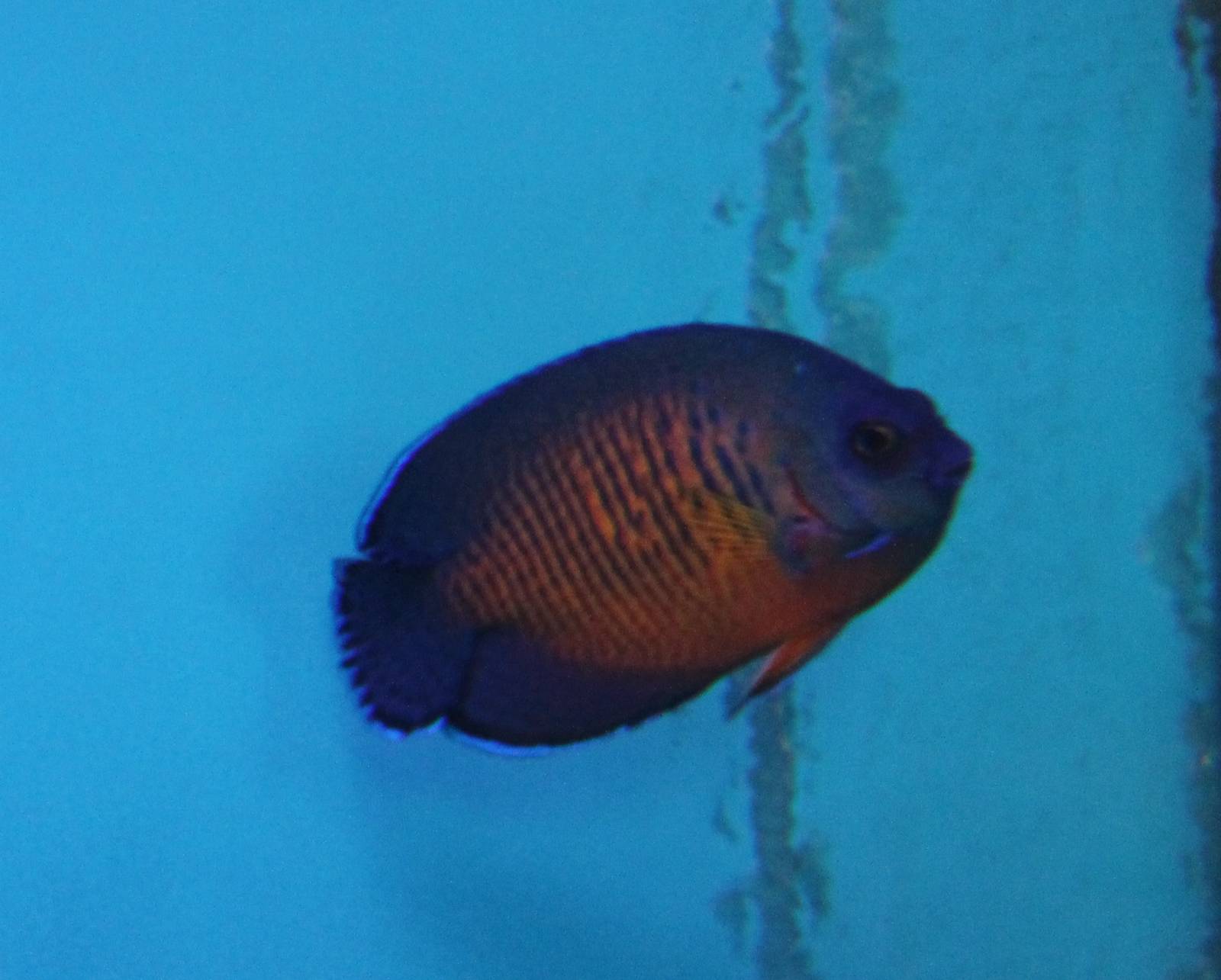 Two-spined angelfish
