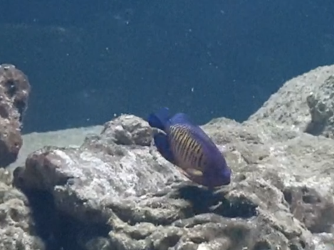 Two-spined dwarf-angel - Centropyge bispinosa