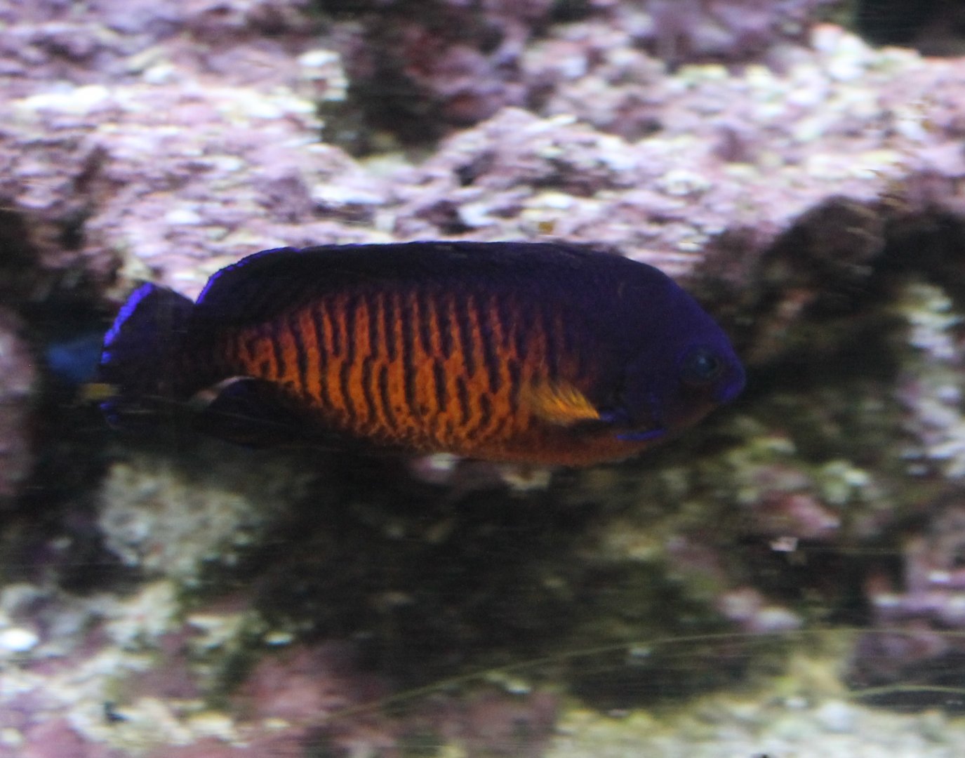 Two-spined dwarf angelfish - Centropyge bispinossa