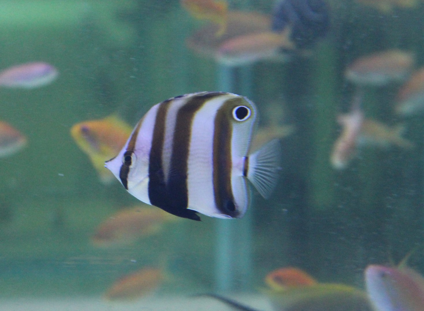 Two-spot coralfish - Coradion melanopus