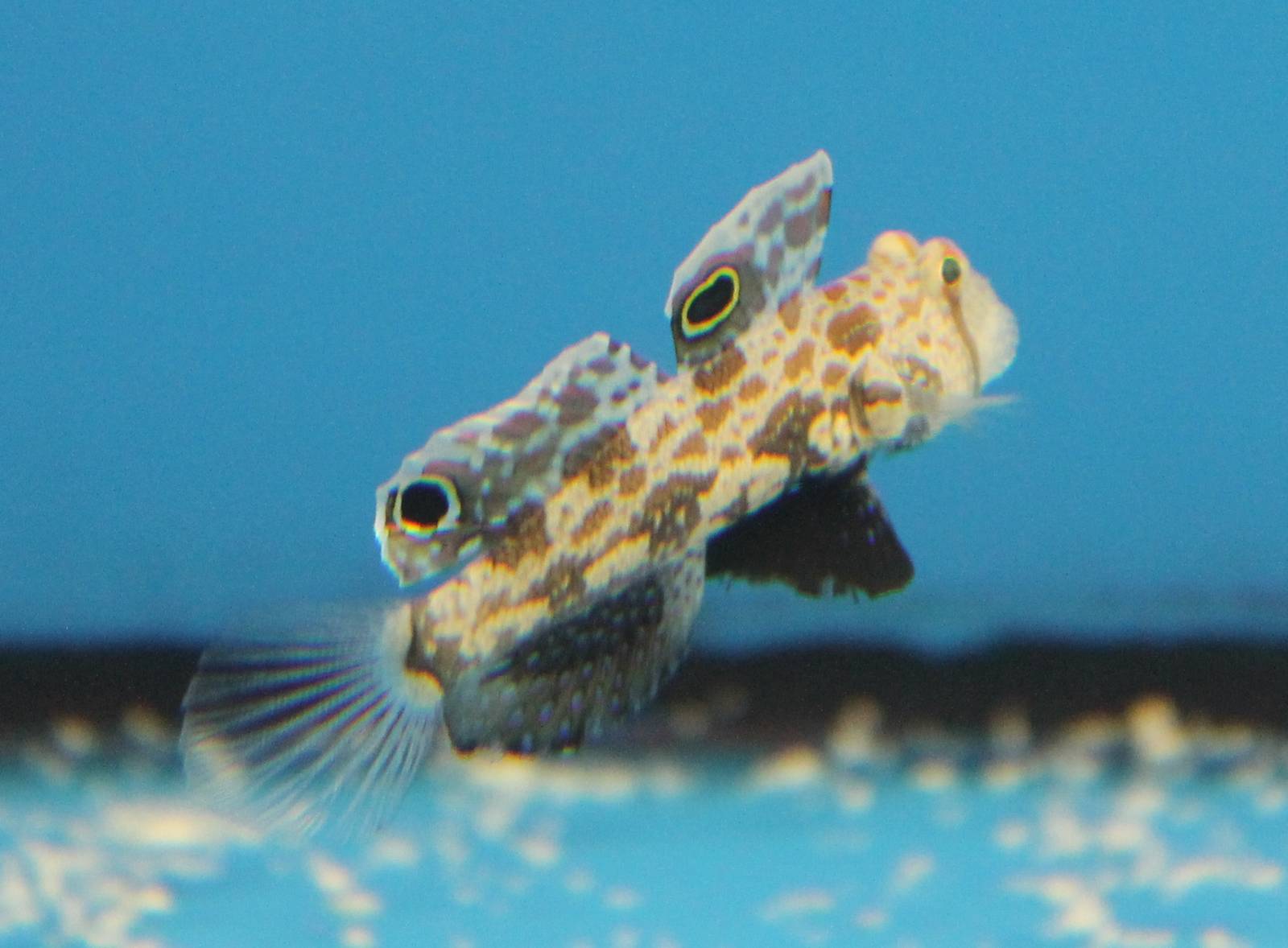 Two spot goby