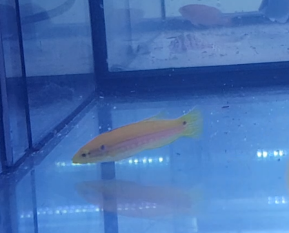 Two-spot hogfish - Bodianus bimaculatus