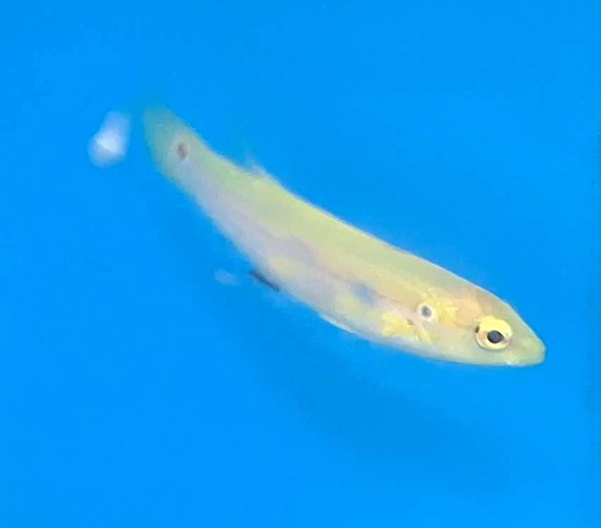 Two-spot Hogfish (Bodianus biocellatus)