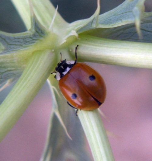 Two-spot Ladybird (Adalia bipunctata)
