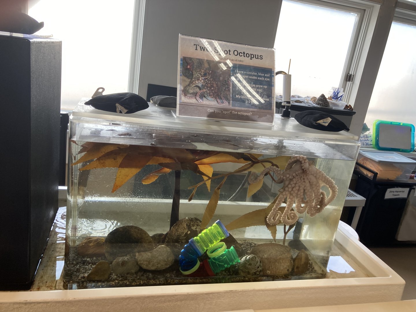 Two Spot Octopus Exhibit