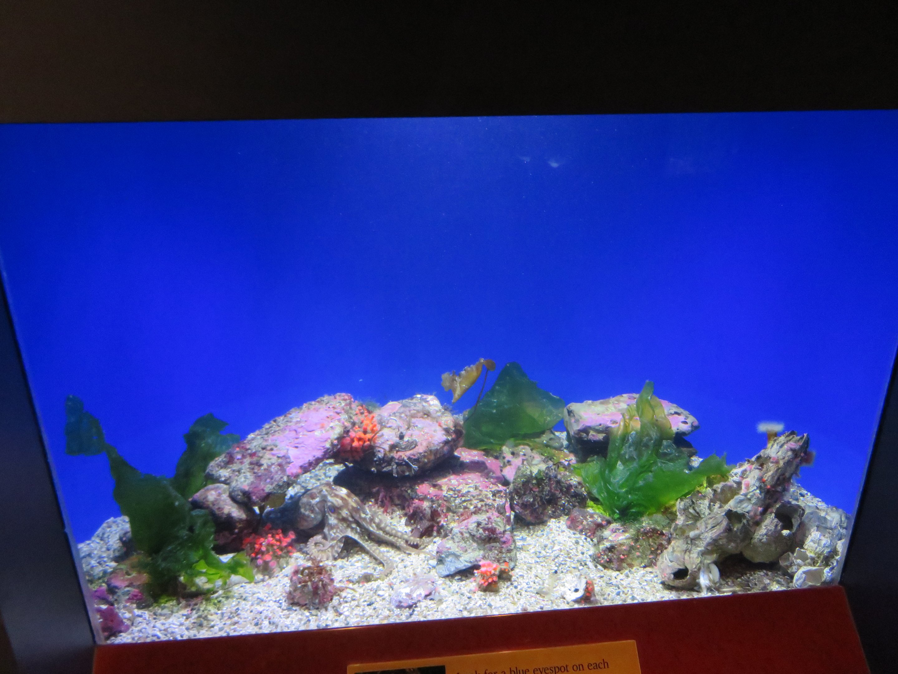 Two-spot Octopus Tank