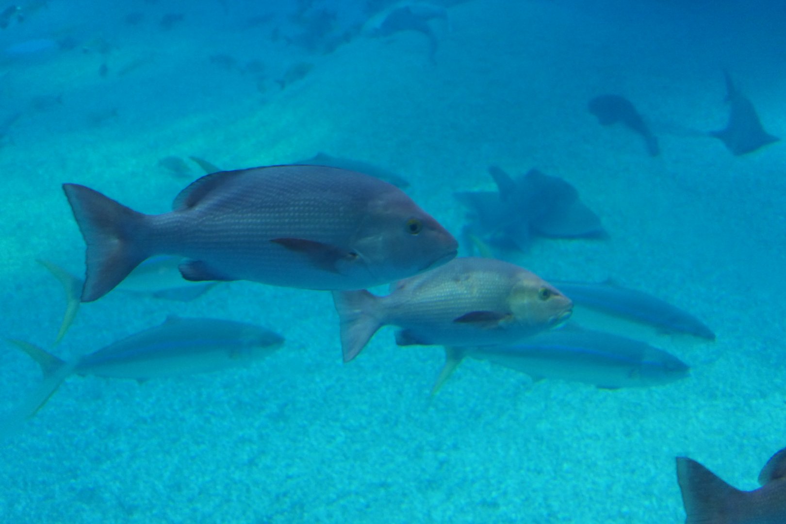 Two-spot Red Snapper (Lutjanus bohar)
