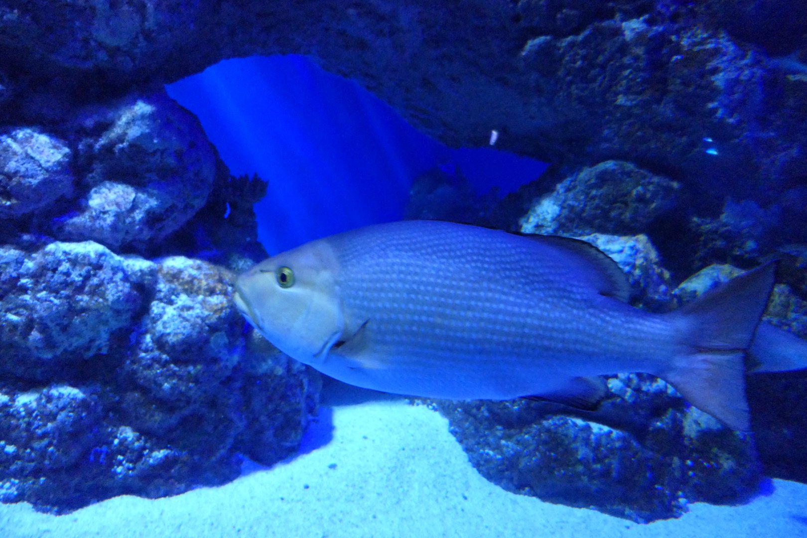 Two-spot Red Snapper (Lutjanus bohar)