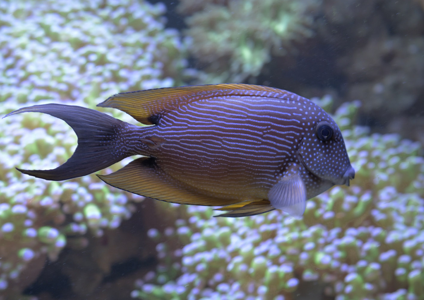 Two-spot surgeonfish