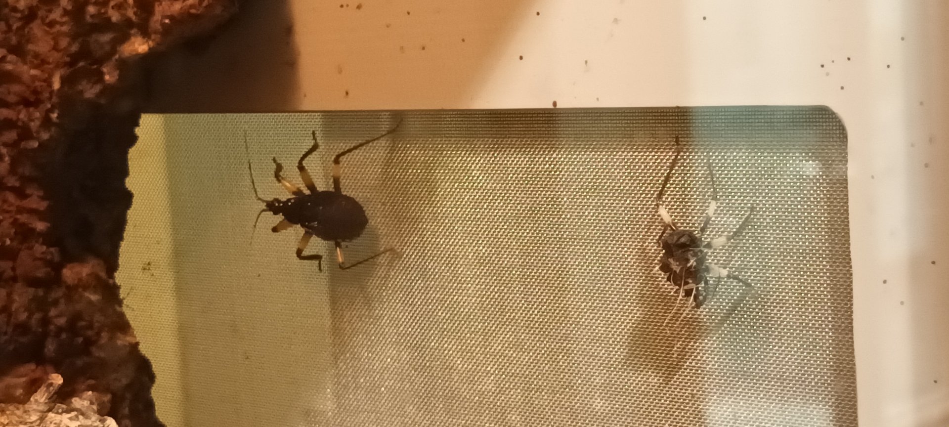 Two spotted Assasin Bugs
