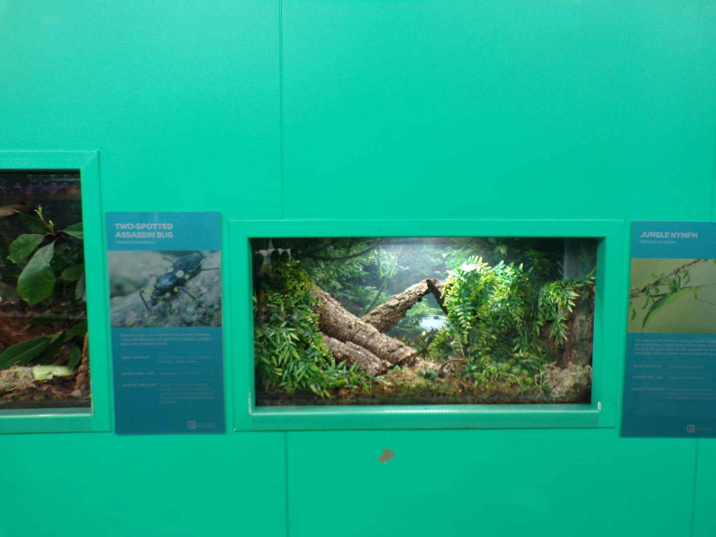 Two-spotted assassin bug exhibit 11.2.25