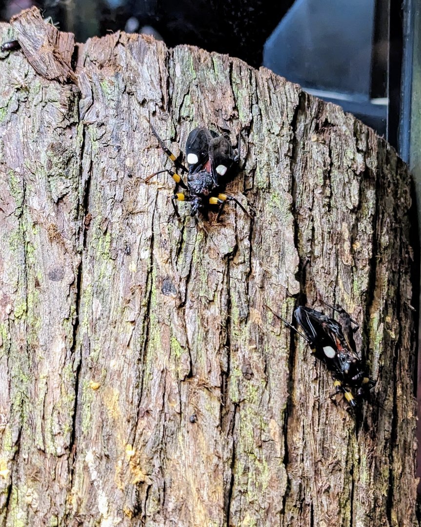 Two-spotted Assassin-bug - July 8th 2023