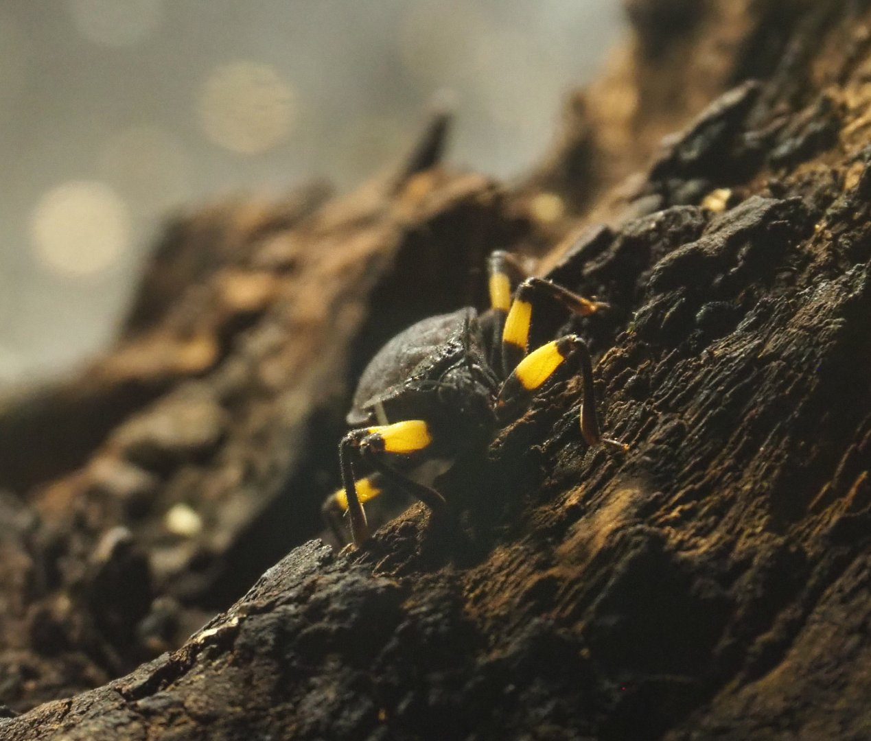 Two-spotted assassin bug (Platymeris biguttatus), 2020-09-20