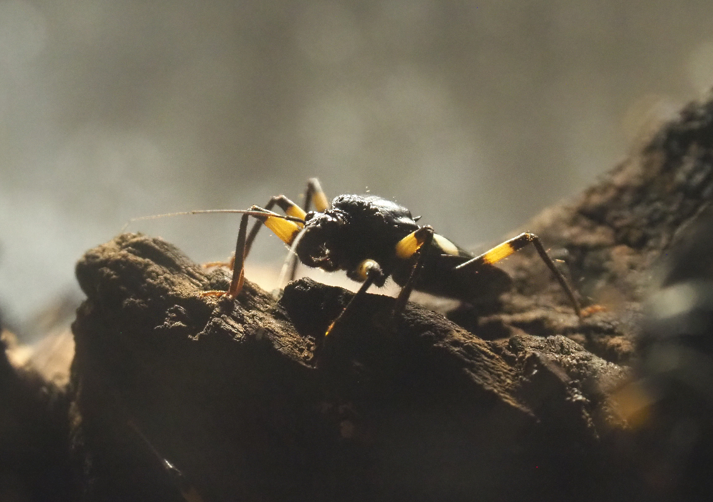 Two-spotted assassin bug (Platymeris biguttatus), 2020-09-20