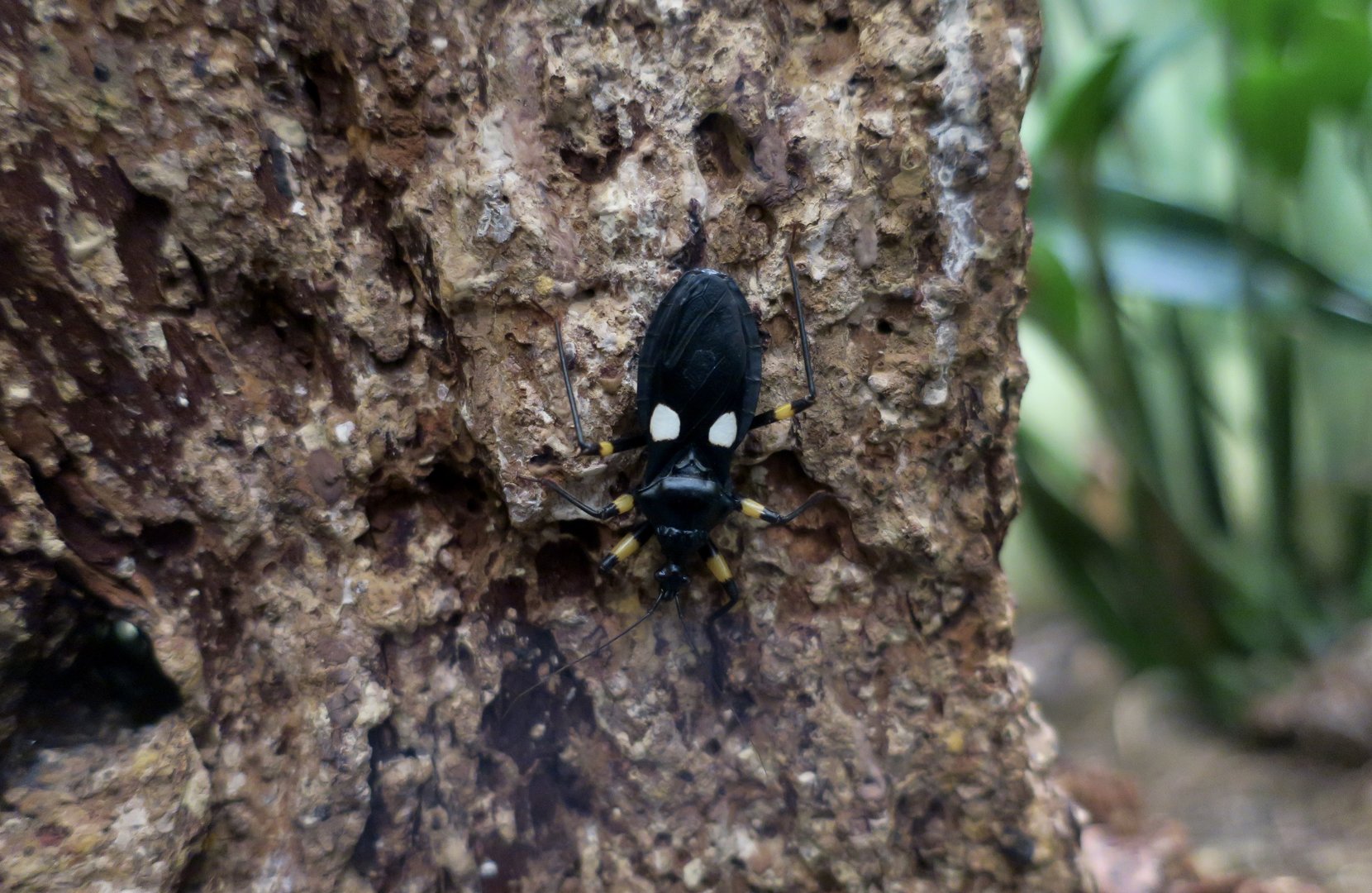 Two-Spotted Assassin Bug (Platymerus biguttatus)