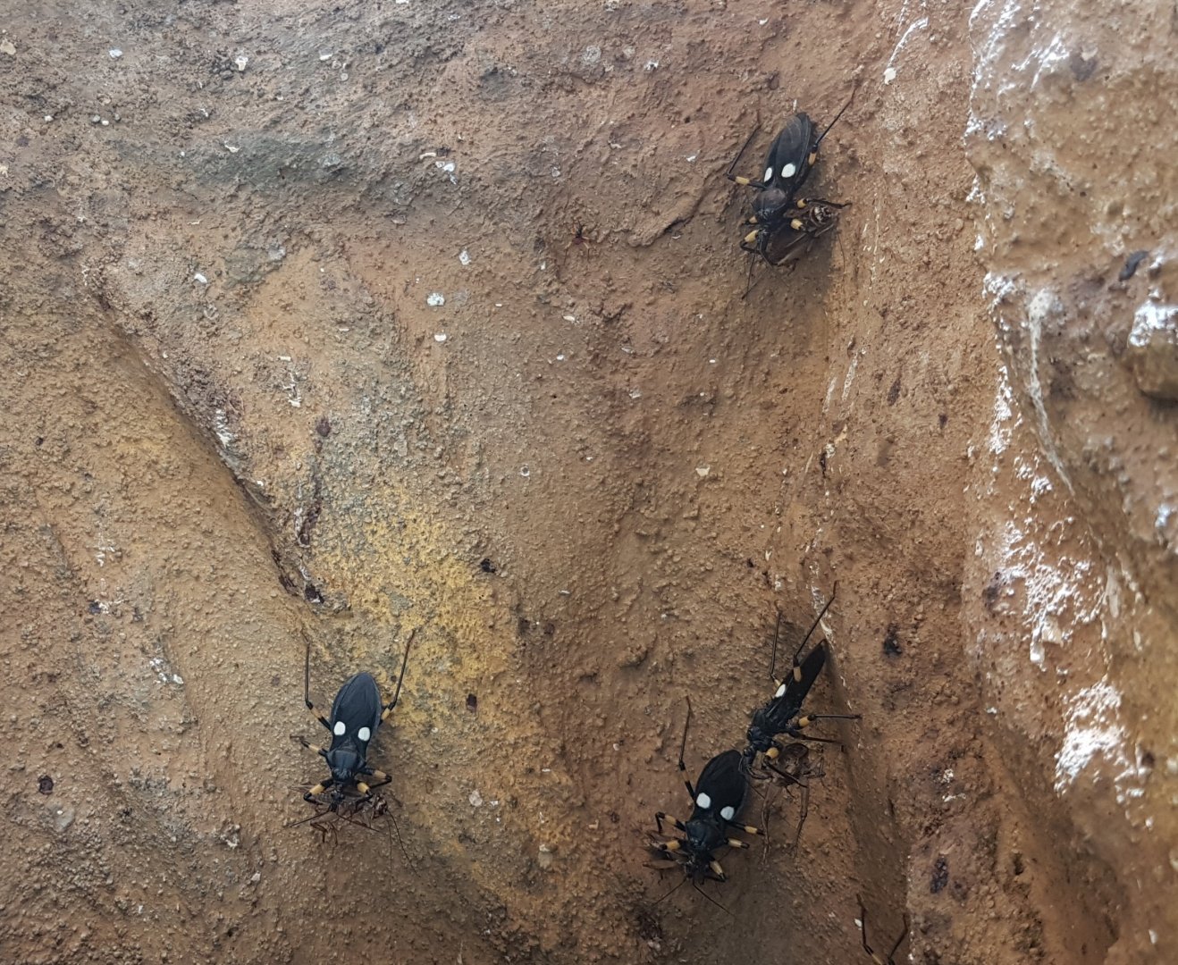 Two-spotted assassin bugs