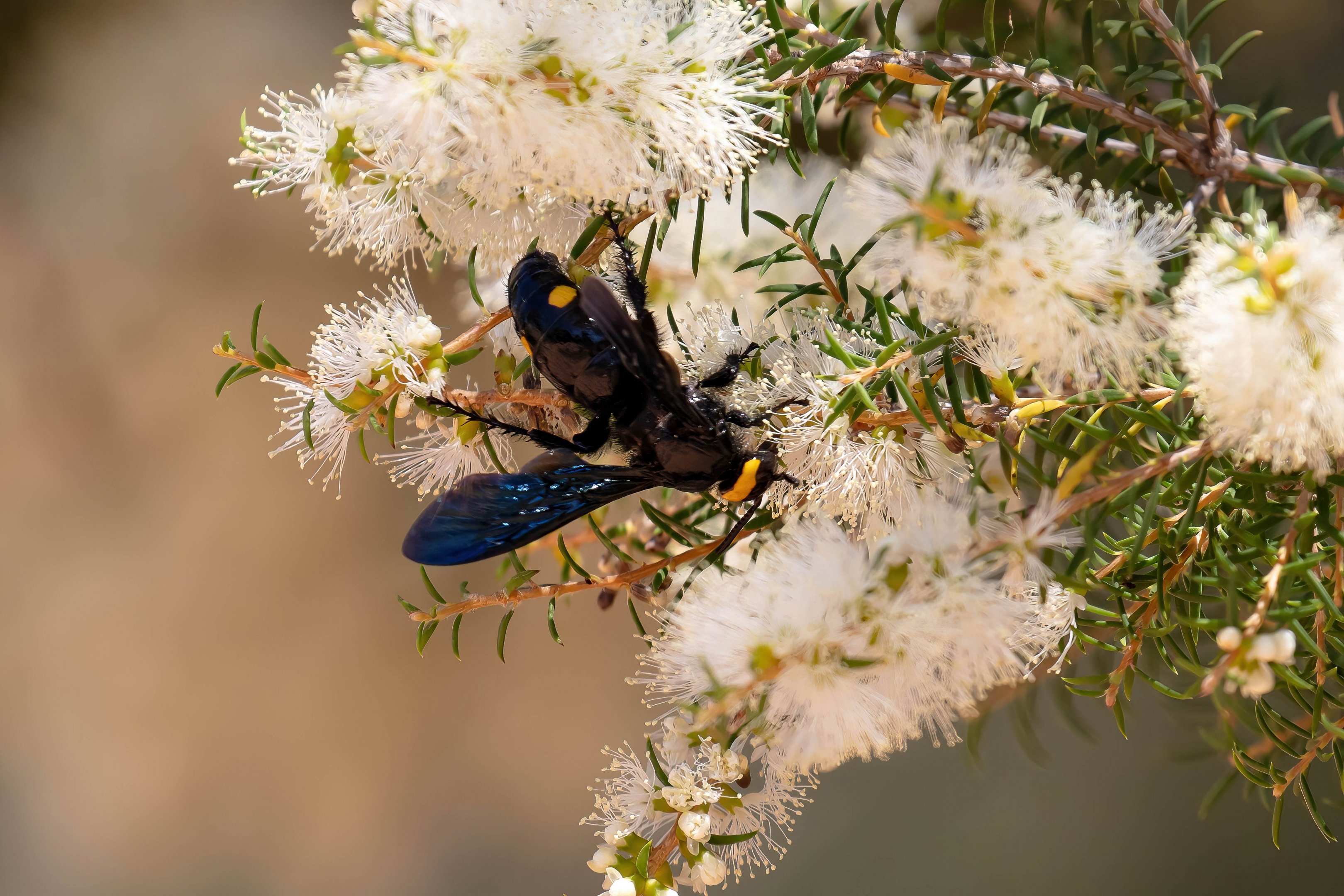 Two-spotted Blue Hairy Flower Wasp