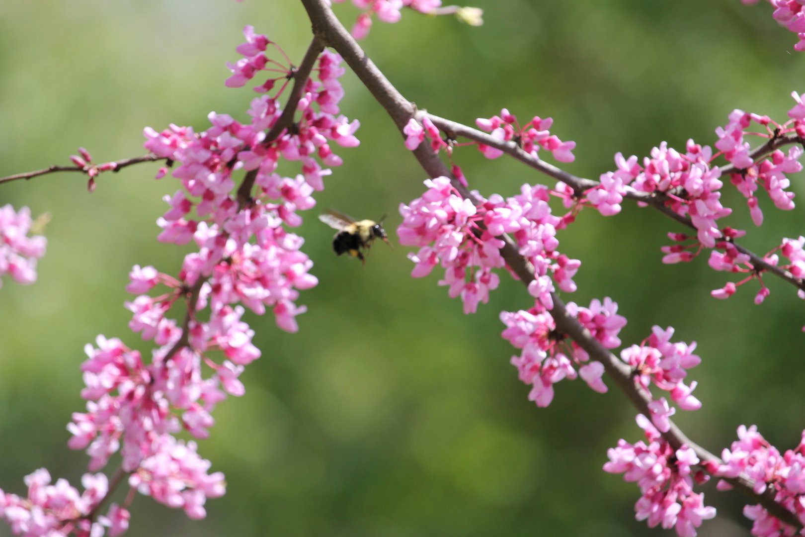 Two spotted bumble bee (Bombus bimaculatus)